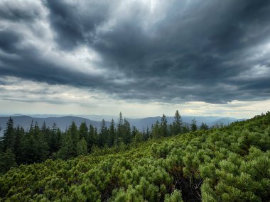 Güneşli Karpat tepeleri: yeşil vadiler ve kristal berrak gökyüzü.