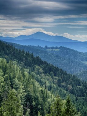 Güneşli Karpat tepeleri: yeşil vadiler ve kristal berrak gökyüzü.