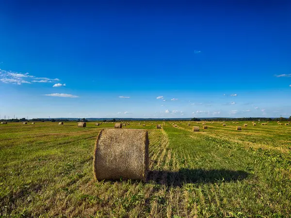 Gökyüzünde bulutlar olan güneşli bir arazide saman balyaları. Saman ruloları ve mavi gökyüzü ile yaz kırsal arazisi
