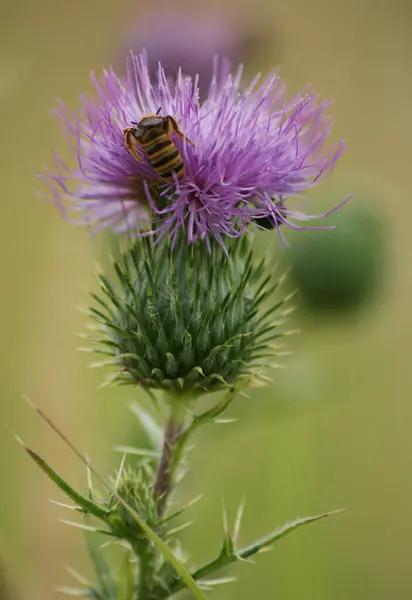 Moucha na bodlaku v jarni louce