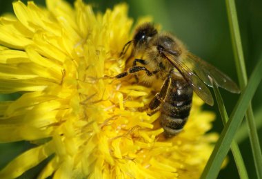 Rozkvetle pampelisky na letni louce