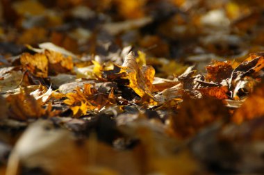 Barvy podzimu, Ceska cumhuriyeti