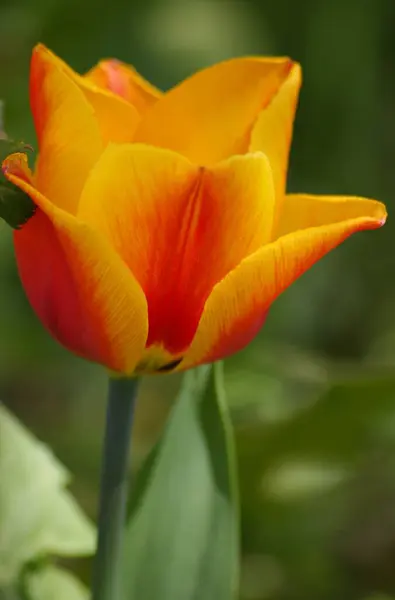 Lale na rozkvetle jarni louce