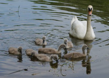 Labut v zamecke zahrade, Teplice, Ceska republika
