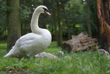 Labut v zamecke zahrade, Teplice, Ceska republika