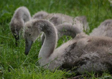 Labut v zamecke zahrade, Teplice, Ceska republika