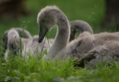 Labut v zamecke zahrade, Teplice, Ceska republika