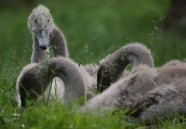 Labut v zamecke zahrade, Teplice, Ceska republika