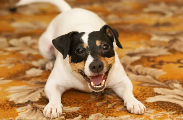 Pes Jack Russell terier