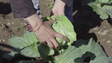 Kadın çiftçi taze lahana topluyor..