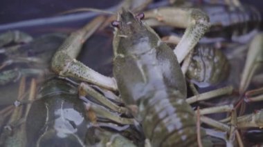 Tuna balığı bir balıkçı teknesinde toplandı..