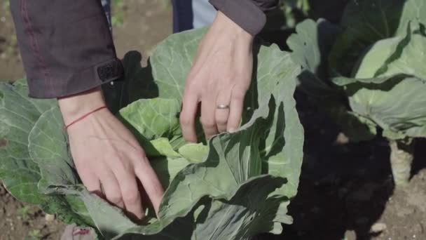 Jardinier Cueillette Chou Frais Ferme — Video