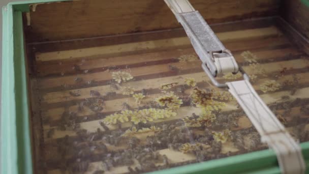 Активность Пчел Стеклом Пчелиного Улья Обсерватории — стоковое видео