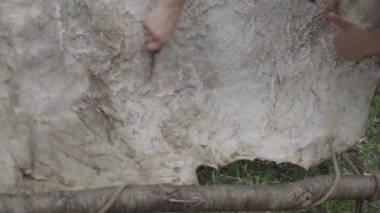 Tanner inek derisini küçük bir bıçakla temizliyor..