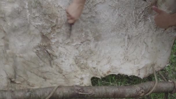 坦纳用一把小刀擦去奶牛的皮 — 图库视频影像