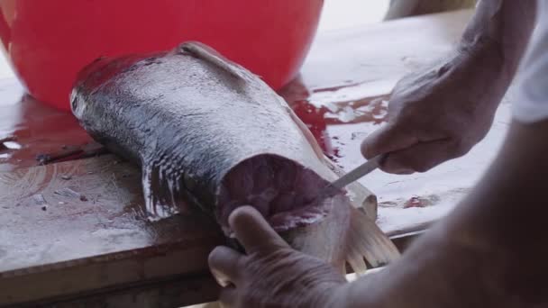 Cook Kroi Świeże Ryby — Wideo stockowe