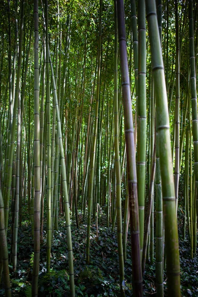 Floresta Bambu Parque Francês — Fotografia de Stock