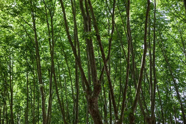 Contexto Das Árvores Folhas Largas — Fotografia de Stock