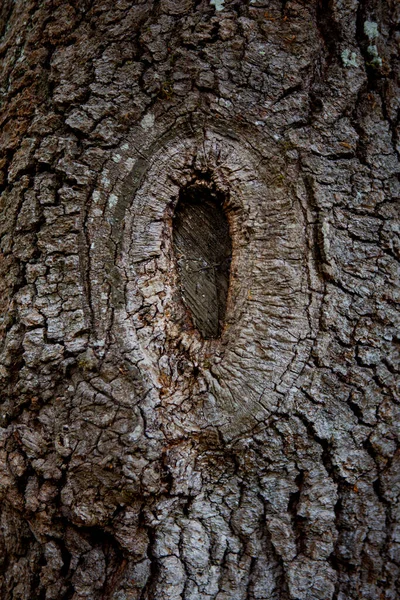 Traço Uma Poda Uma Árvore — Fotografia de Stock