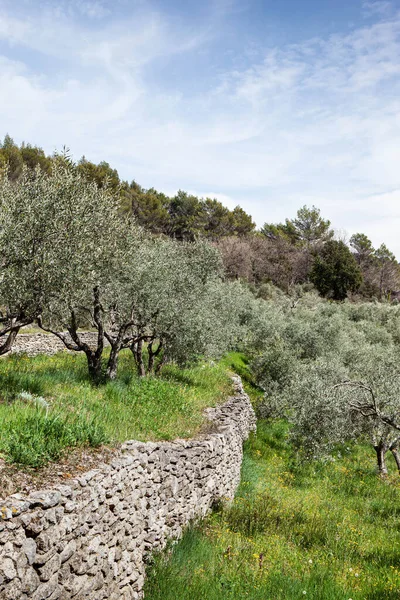 Olive Trees French Provence — Stock Photo, Image