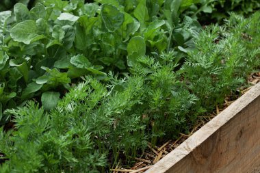Sebze bahçesinin ahşap kabında havuç ve roka.