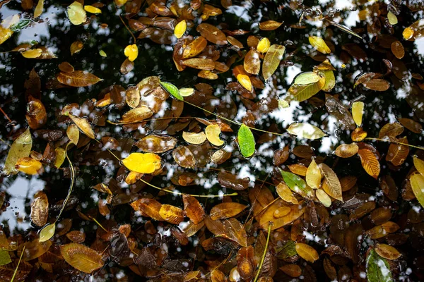 Мертвые Листья Воде Пруда — стоковое фото