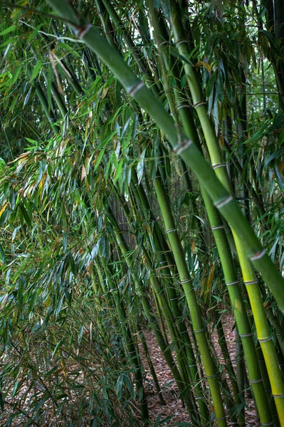 Pozadí Bambusových Rostlin Parku — Stock fotografie