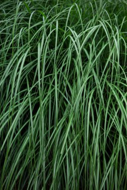 Yazın ormanda arka planda kal.