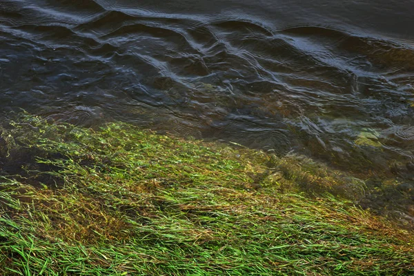 Grünalgen Treiben Fluss — Stockfoto