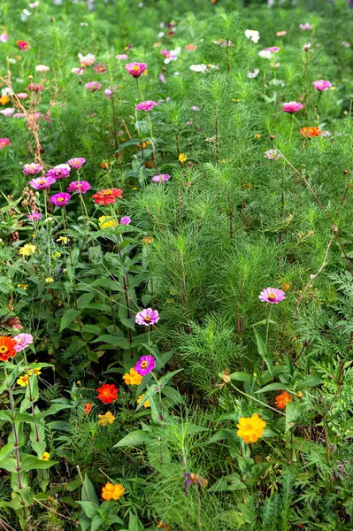 Kleurrijke Bloemen Het Platteland — Stockfoto