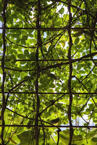 木製のトレリスで育つエキゾチックな果物 — ストック写真