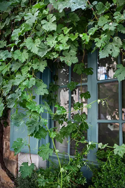 Reben Erklimmen Die Fassade Eines Rustikalen Hauses — Stockfoto