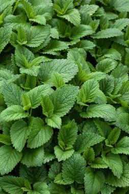 Nane yeşili lahananın arka planı