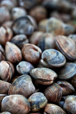 Bir balıkçının tezgahındaki istiridyeler