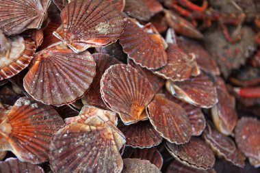 Taze deniz taraklarını kapatın.