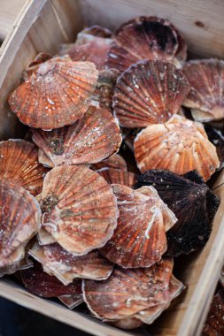 Tahta bir sandıkta deniz kabuğu kabuğu.