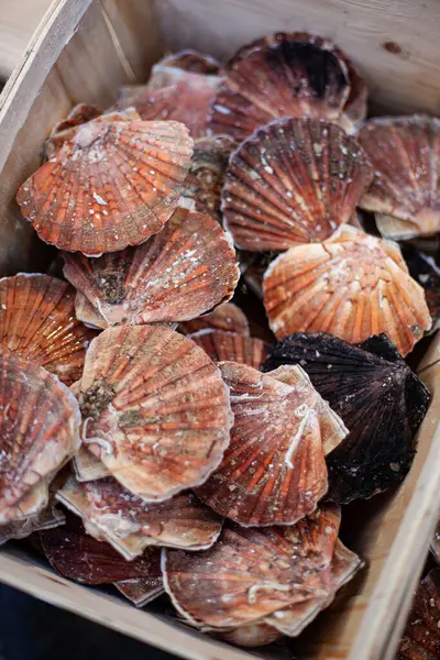 Tahta bir sandıkta deniz kabuğu kabuğu.