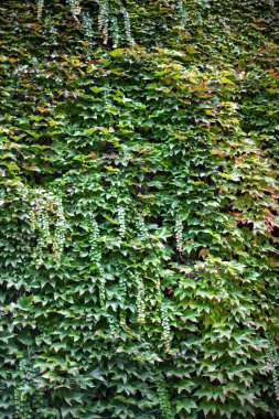 Virginia sürüngeni duvara tırmanıyor