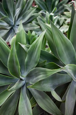 Bir seradaki bir agave 'a yaklaş