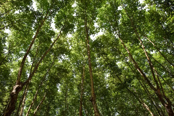 Bir ağaç parkının alçak açılı görüntüsü