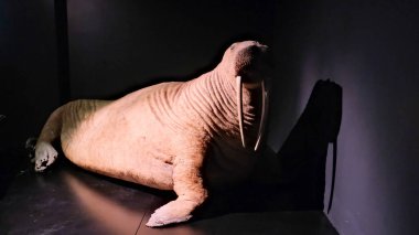 Litvanya 'nın Klaipeda kentindeki bir okyanus müzesi olan Denizcilik Müzesi' nin sergisi. Yüksek kalite fotoğraf