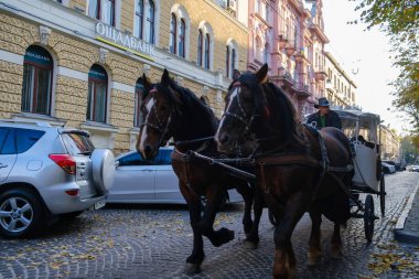 At arabasında koşumlu atlar Lviv şehrinden atlıyor. Yüksek kalite fotoğraf