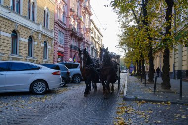 At arabasında koşumlu atlar Lviv şehrinden atlıyor. Yüksek kalite fotoğraf