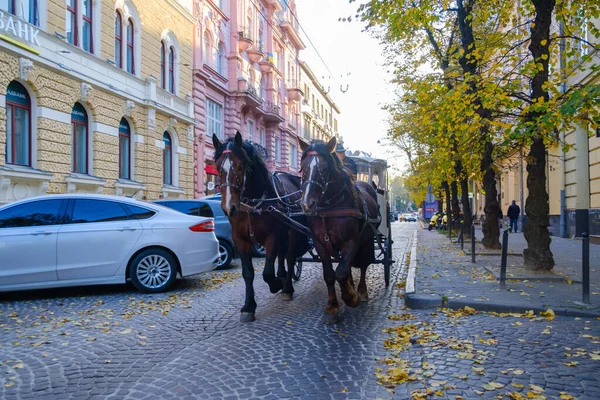 Запряженные Лошади Карете Прыгают Через Город Львов Высокое Качество Фото — стоковое фото