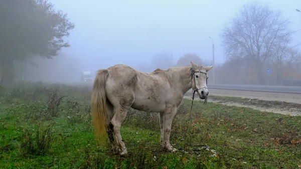 一匹白马在路旁吃草 汽车在浓雾中行驶 高质量的照片 — 图库照片