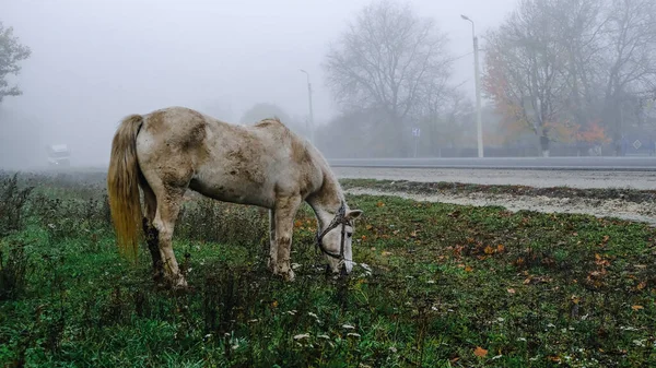 White Horse Grazes Road Cars Thick Fog High Quality Photo — Stock Photo, Image