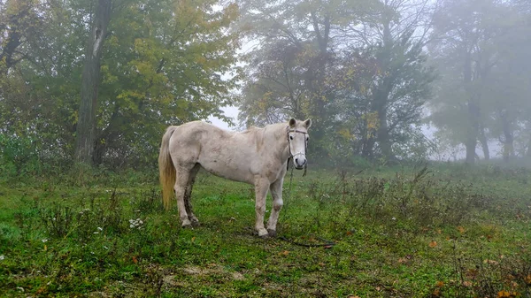 一匹白马在路旁吃草 汽车在浓雾中行驶 高质量的照片 — 图库照片