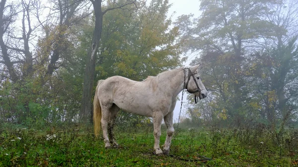 Cavallo Bianco Sfiora Strada Con Auto Una Fitta Nebbia Foto — Foto Stock