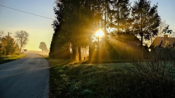 Лучи Утреннего Солнца Пробивающиеся Сквозь Туман Деревья Высокое Качество Фото — стоковое фото