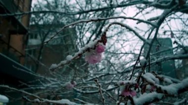 Kar yağarken sakura çiçeği, yavaş çekim videosu. Yüksek kaliteli FullHD görüntüler